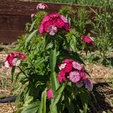 Vibrant Sweet Rose Magic Sweet William plant blooming in a garden bed with clusters of white, light pink, and deep magenta-rose flowers against lush green foliage and a wooden fence.