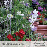 Sweet pea vines climbing a wire trellis with ruffled blooms in white, lavender, and deep red, terracotta pots blurred in the background, labeled 