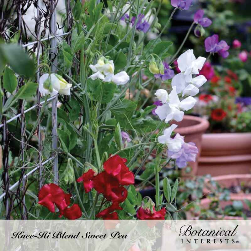 Sweet pea vines climbing a wire trellis with ruffled blooms in white, lavender, and deep red, terracotta pots blurred in the background, labeled 