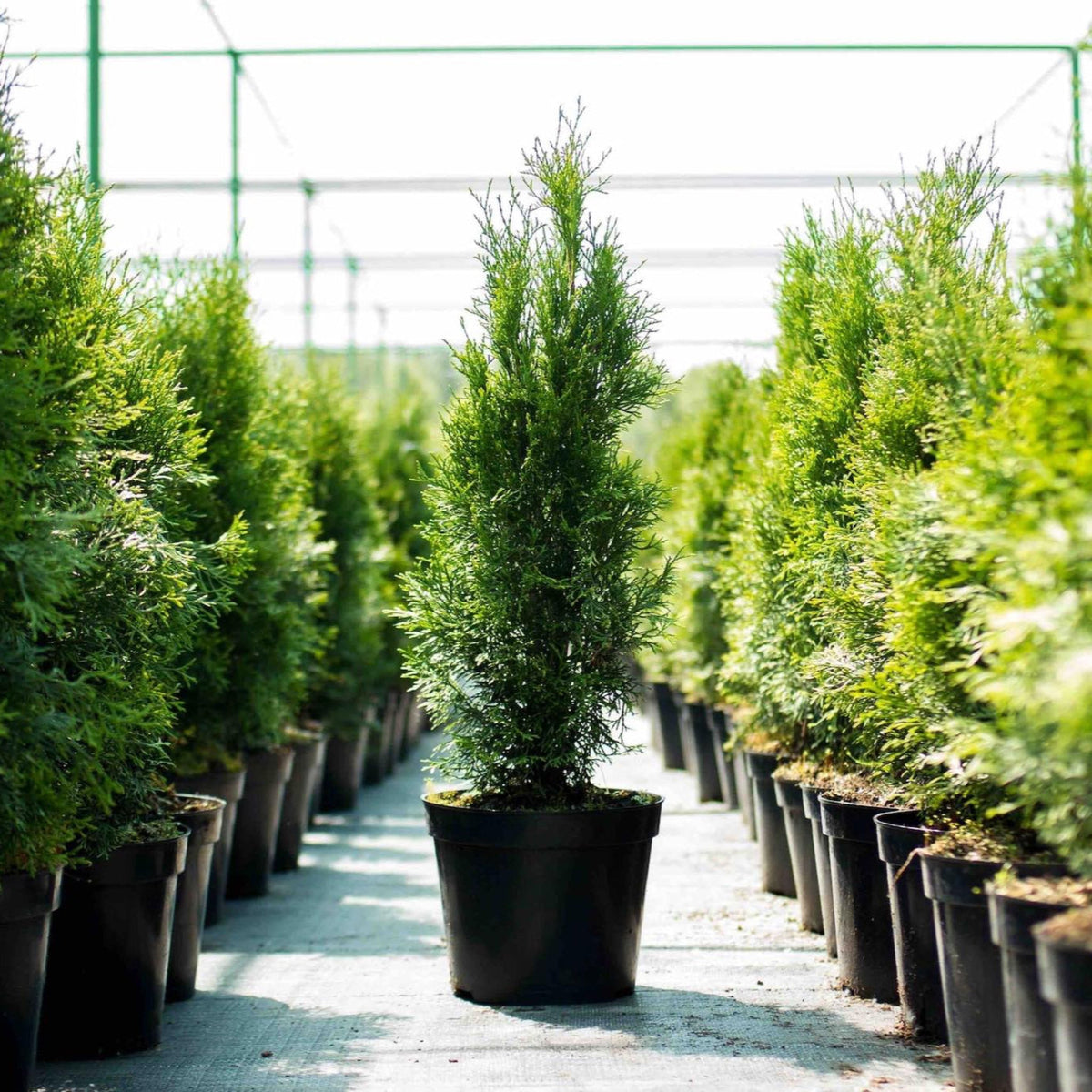 Young potted Thuja Green Giant tree standing in a nursery aisle inside a greenhouse.
