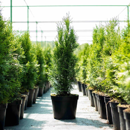 Young potted Thuja Green Giant tree standing in a nursery aisle inside a greenhouse.