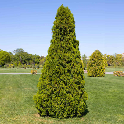 A large, pyramidal Thuja Virginian tree with dense, bright green foliage growing in the center of a grassy lawn in a park or landscaped garden.