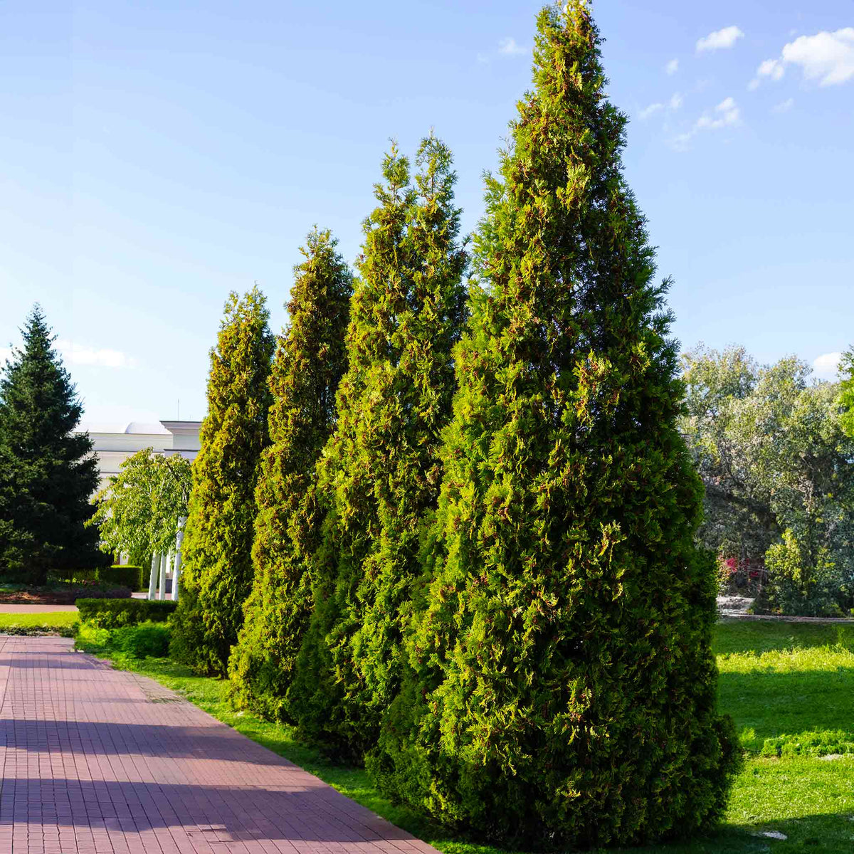 A tall, pyramidal Thuja Virginian tree with dense, bright green evergreen foliage growing in a landscaped garden bed surrounded by dark wood mulch.