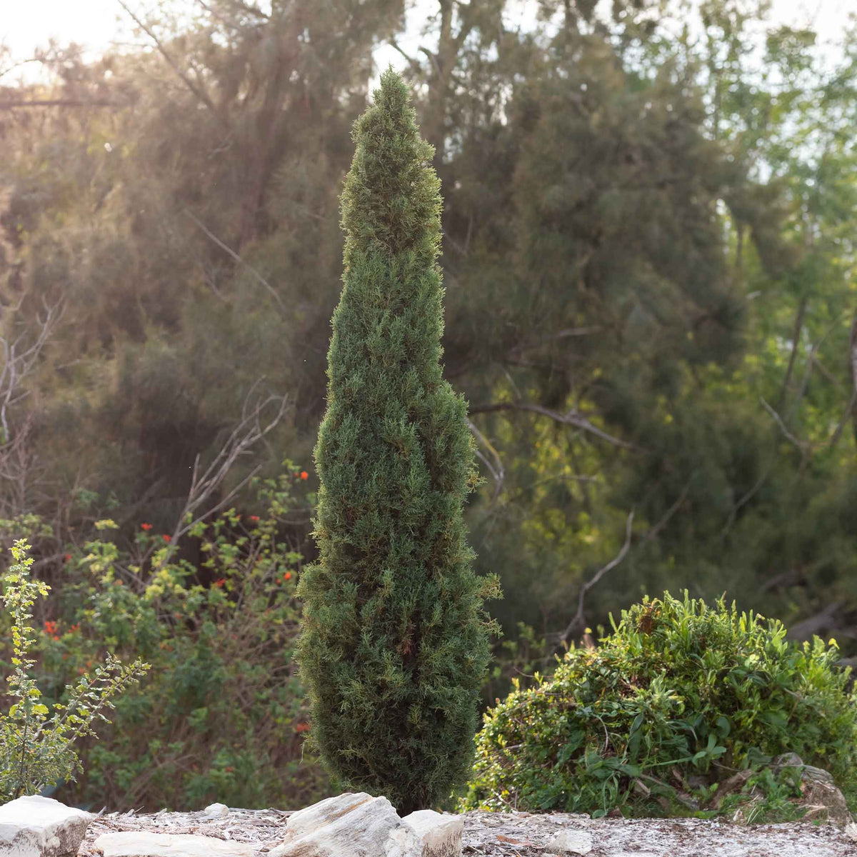 A tall, columnar Taylor Juniper tree in a natural garden landscape.