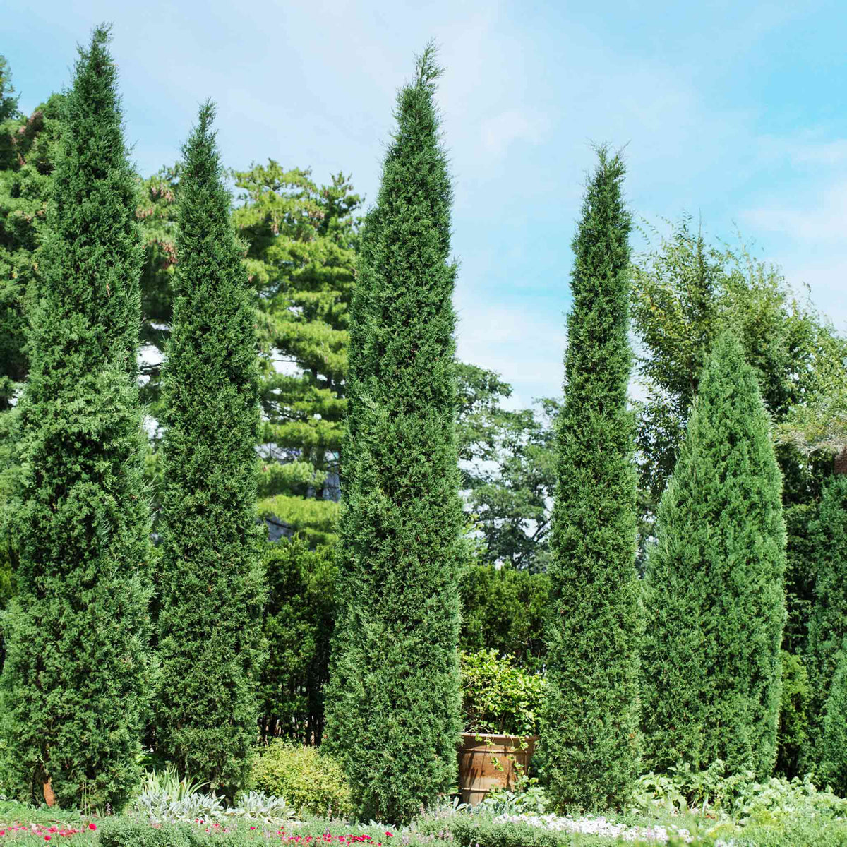 A row of tall, narrow Taylor Juniper trees with dense evergreen foliage growing in a landscaped garden under a clear blue sky.