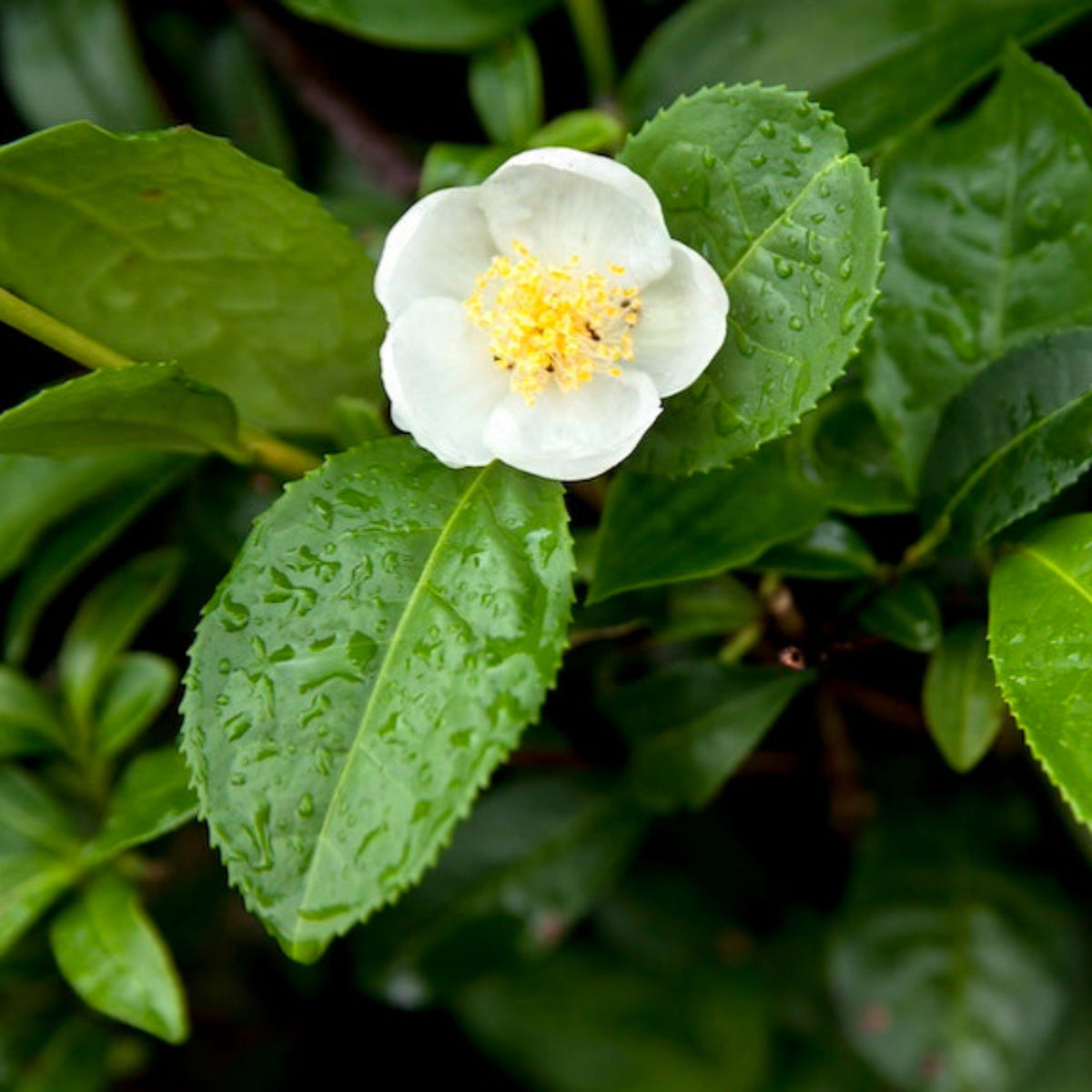 White flower of a Tea Plant with yellow center surrounded by green leaves on a blurred green background