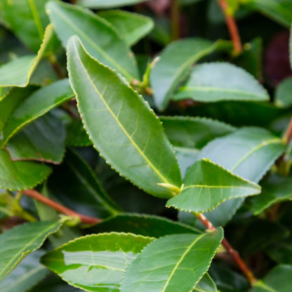 Close-up of green tea leaves on a tea plant