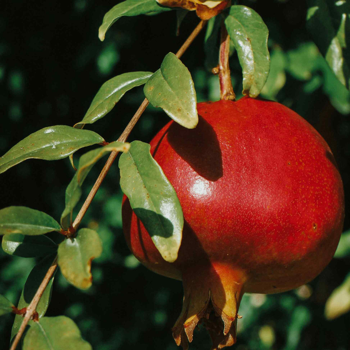 Ripe red pomegranate on a leafy branch of a Texas Pink Pomegranate Tree.