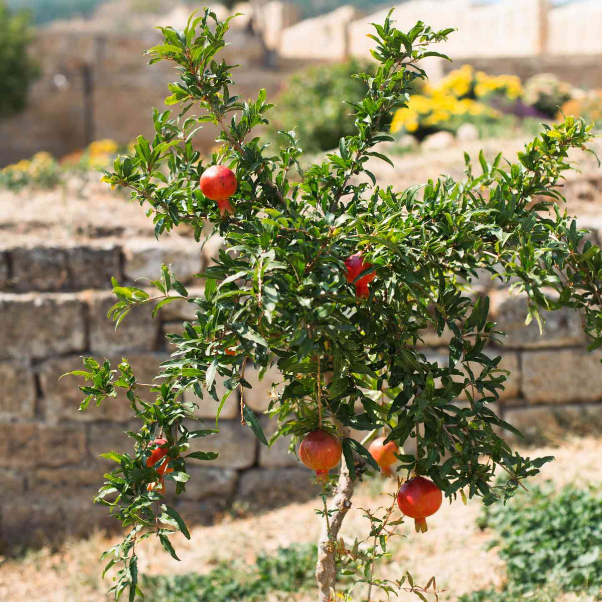 Full view of a small Texas Pink Pomegranate Tree laden with red pomegranates growing in front of a stone block wall and garden bed.
