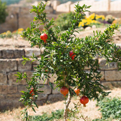 Full view of a small Texas Pink Pomegranate Tree laden with red pomegranates growing in front of a stone block wall and garden bed.