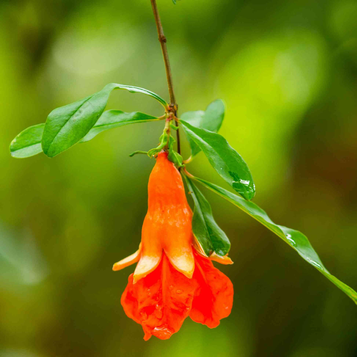 Close-up of a vibrant orange-red flower blooming on a leafy branch of a Texas Pink Pomegranate Tree against a soft green background.