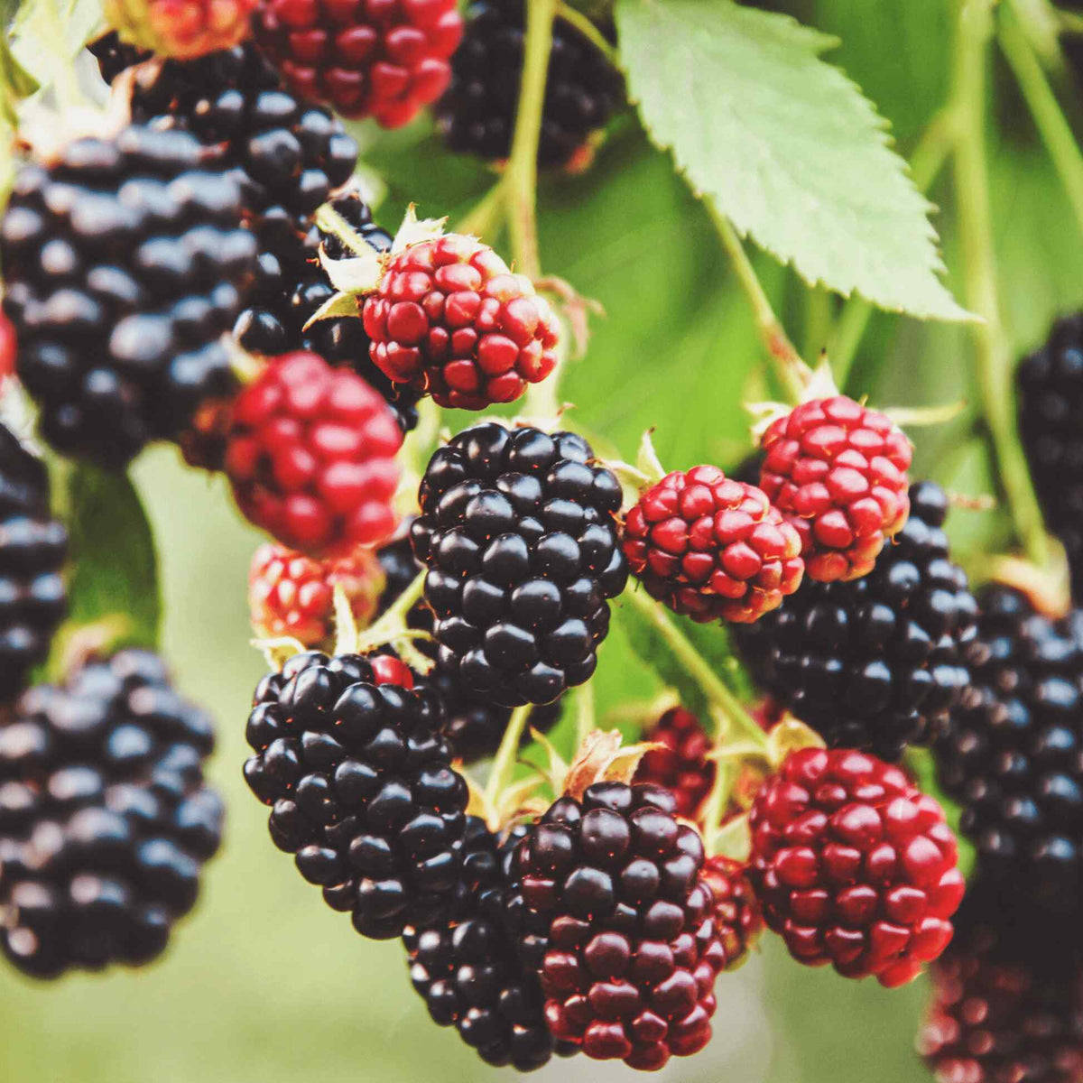 Clusters of black and red berries ripening on a Thornless Blackberry Bush.