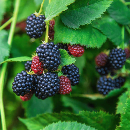 Close-up of plump ripe black berries and unripened red berries hanging in clusters among green leaves on a Thornless Blackberry Bush.