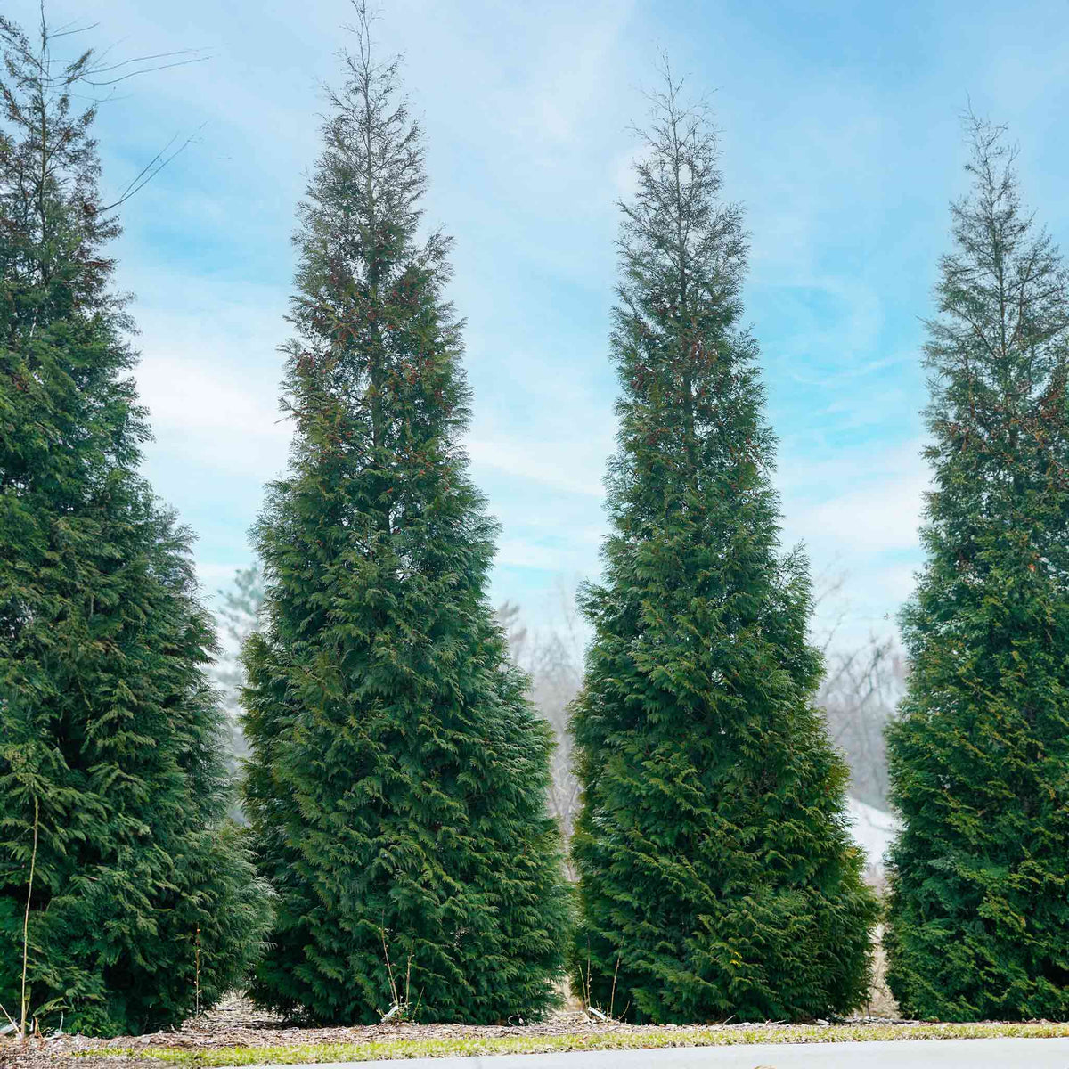 A large Thuja Virginian tree growing on a grassy lawn.