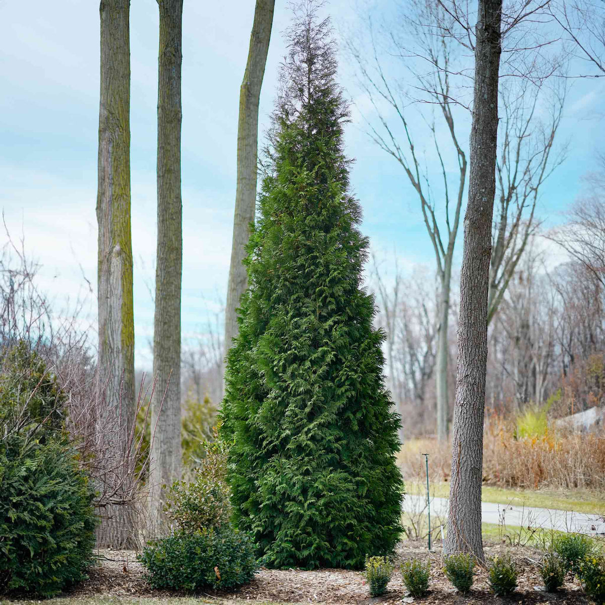 A tall American Pillar Thuja tree growing in a wooded garden area.