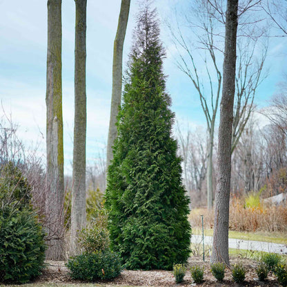 A tall American Pillar Thuja tree growing in a wooded garden area.