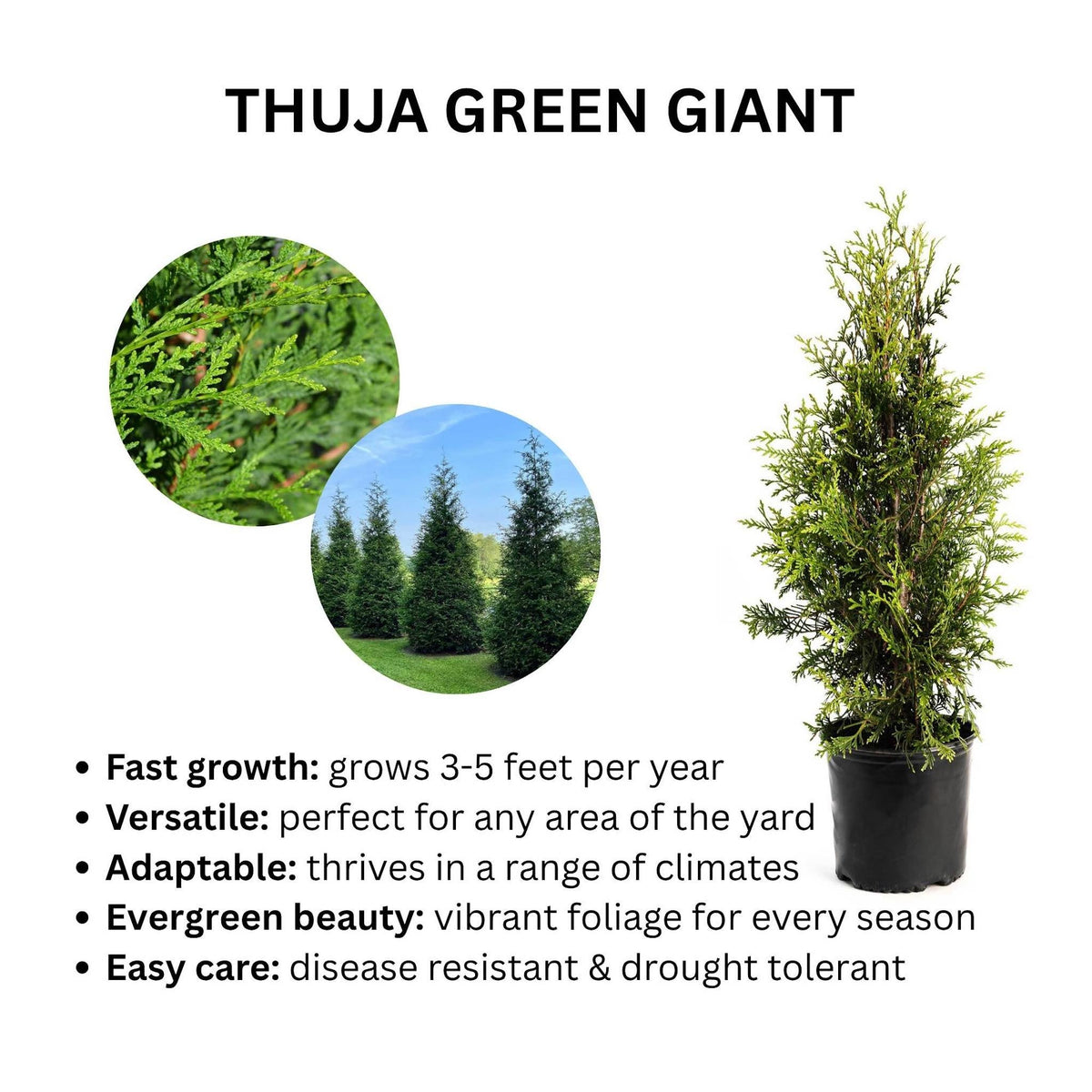 Infographic for Thuja Green Giant featuring a potted young tree, inset photos of foliage and mature trees, and bullet points highlighting fast growth, versatility, adaptability, evergreen beauty, and easy care.