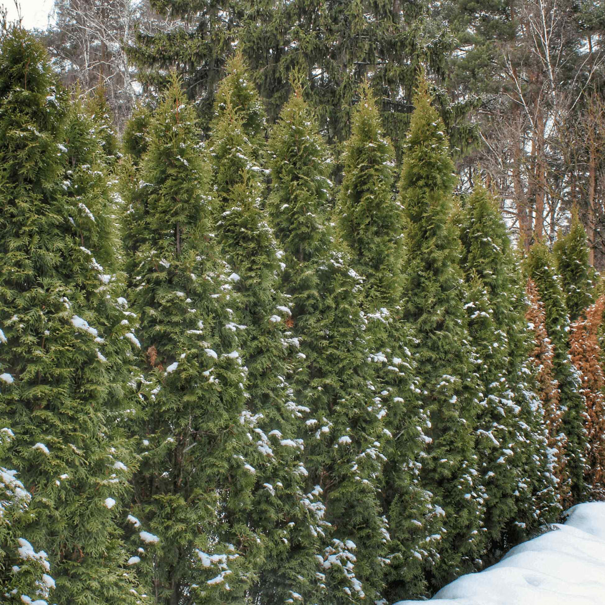 Row of tall evergreen Thuja Green Giant arborvitae trees covered in light snow in a winter setting.