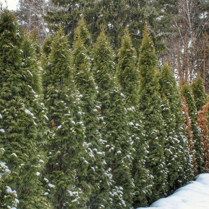 Row of tall evergreen Thuja Green Giant arborvitae trees covered in light snow in a winter setting.