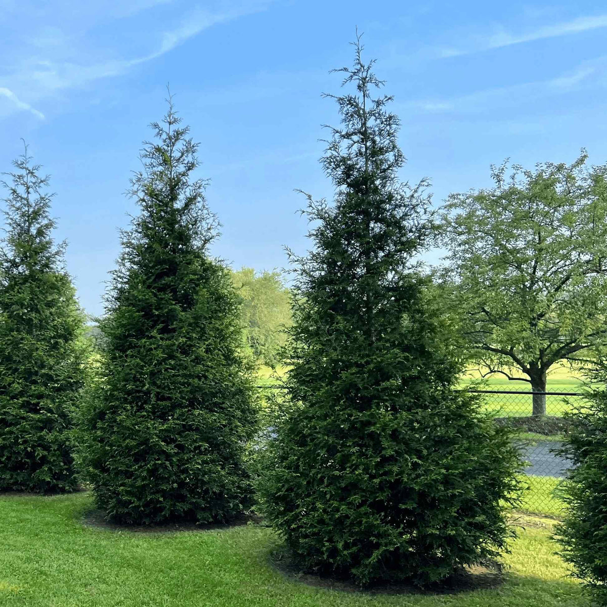 Close-up view of lush green Thuja Green Giant conifer foliage with vibrant new growth outdoors.
