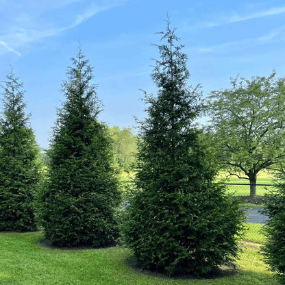 Close-up view of lush green Thuja Green Giant conifer foliage with vibrant new growth outdoors.