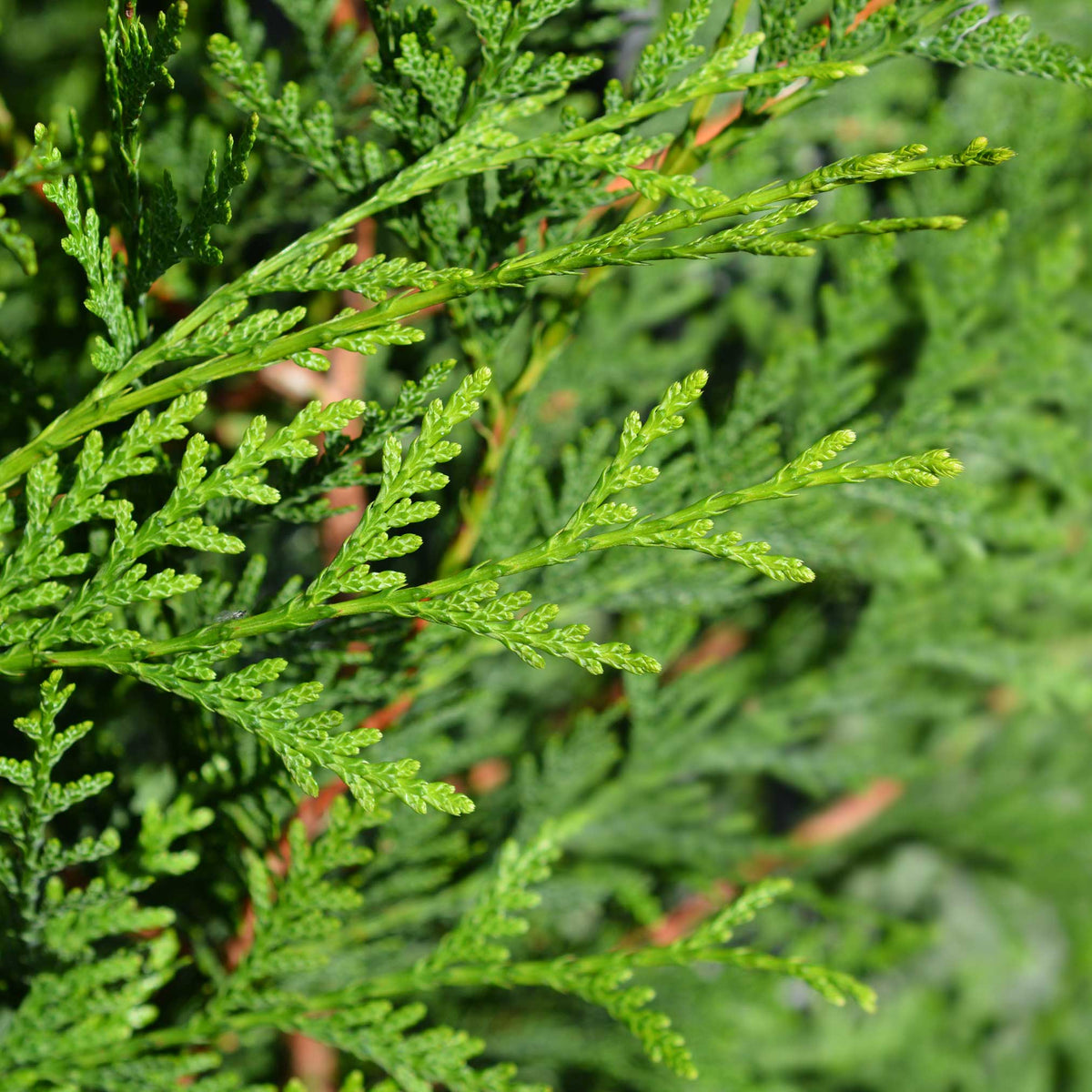 Close-up shot of bright green sprays of Thuja Green Giant arborvitae foliage growing in natural sunlight.