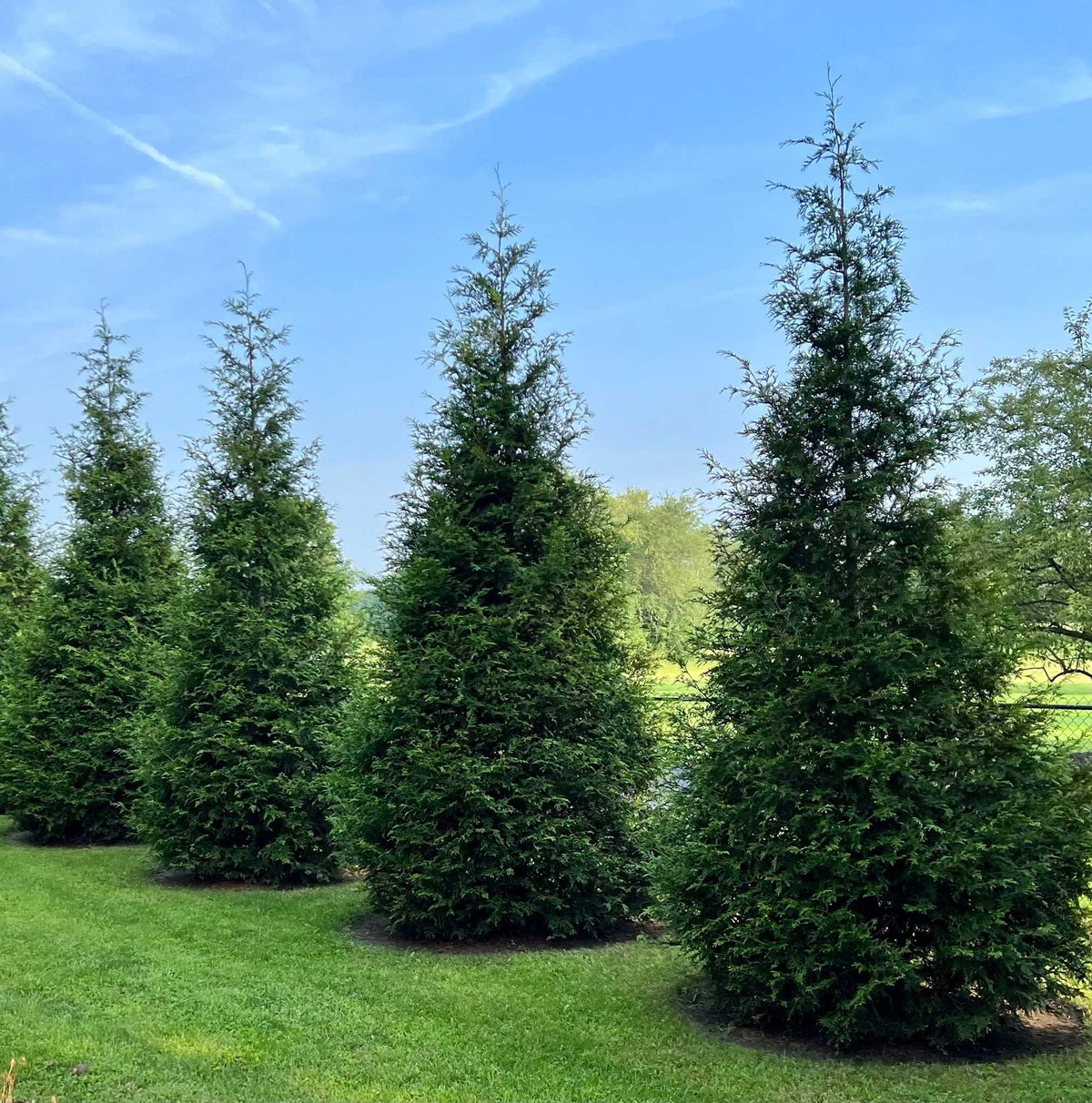 Row of tall, conical Thuja Green Giant trees growing on a lush green lawn against a clear blue sky.