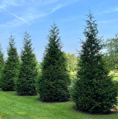 Row of tall, conical Thuja Green Giant trees growing on a lush green lawn against a clear blue sky.