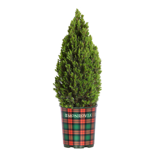 Potted Tiny Tower® Dwarf Alberta Spruce with a plaid pot on a white background