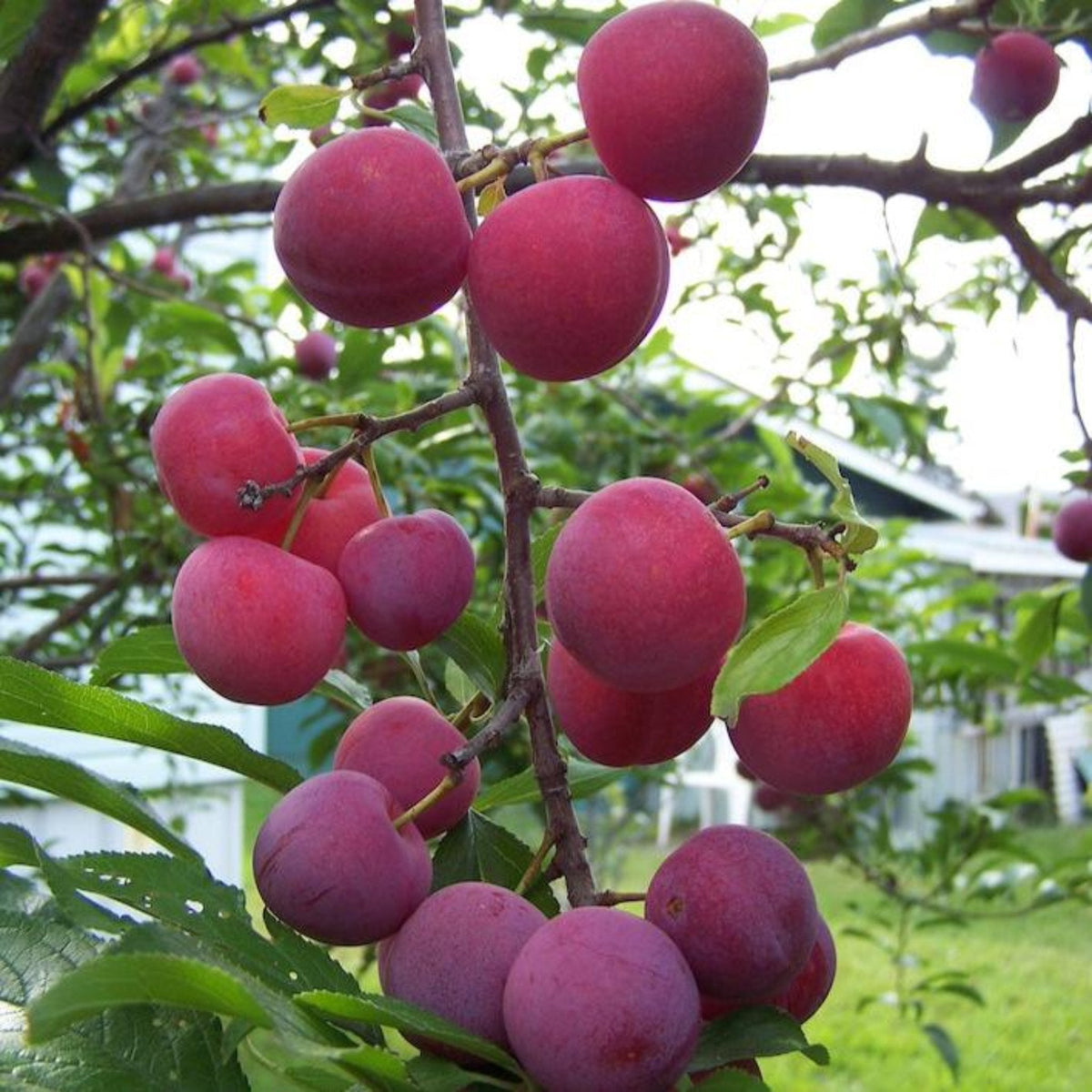 Close-up view of multiple clusters of round, reddish-purple Bubblegum 'Toka' plums ripening on tree branches with green foliage.