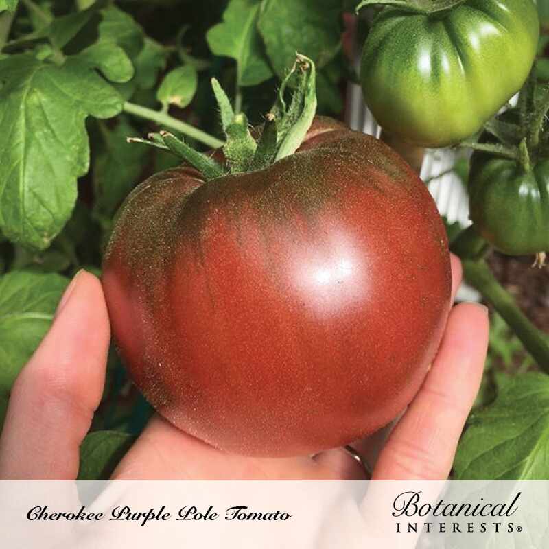 A hand cradles a ripe Cherokee Purple pole tomato with dusky maroon-brown, ribbed shoulders, still on the vine amid green leaves and unripe green tomatoes; text below reads 