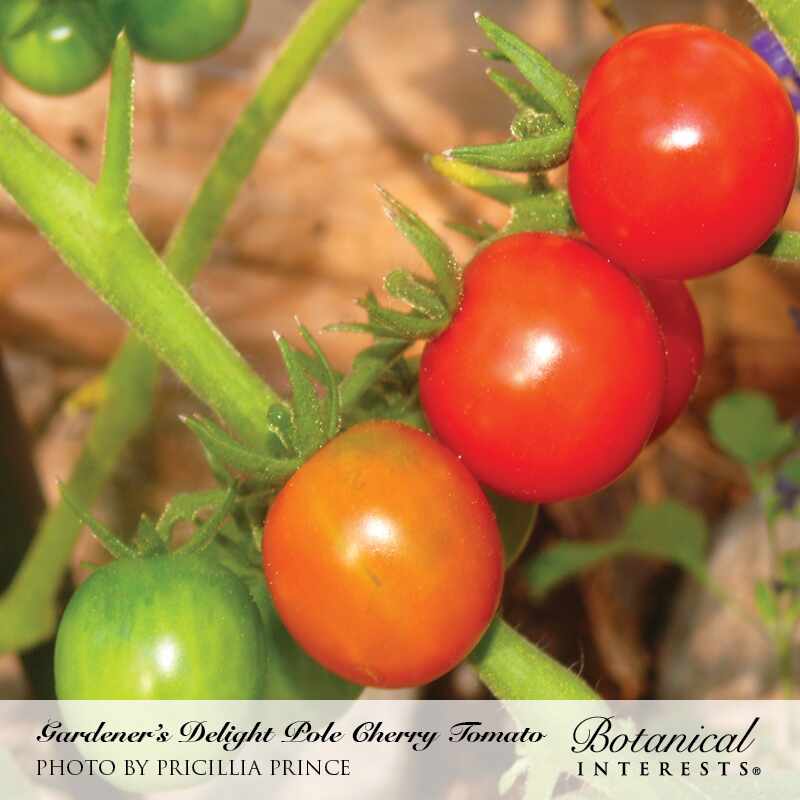 Close-up of a Gardener's Delight pole cherry tomato vine showing a cluster of round fruit at different ripening stages, from green through orange to deep red, with a bottom banner naming the variety.