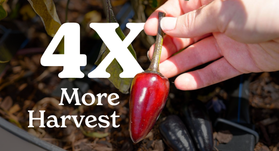 Up to 4x more harvests, 2x the yield