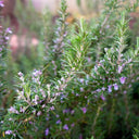 Close-up view of a flowering Tuscan Blue Rosemary plant featuring green needle-like leaves and small blue-violet blossoms.