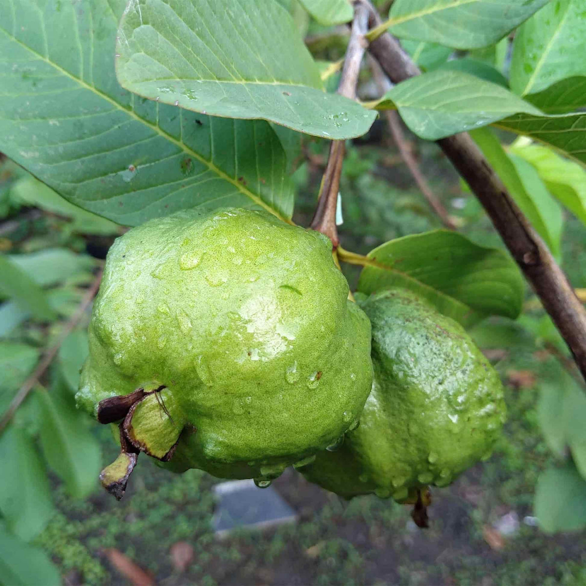 Close-up of two light green, water-droplet-covered White Guava fruits hanging from a wooden branch on a tree surrounded by broad leaves.