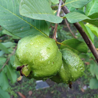 Close-up of two light green, water-droplet-covered White Guava fruits hanging from a wooden branch on a tree surrounded by broad leaves.