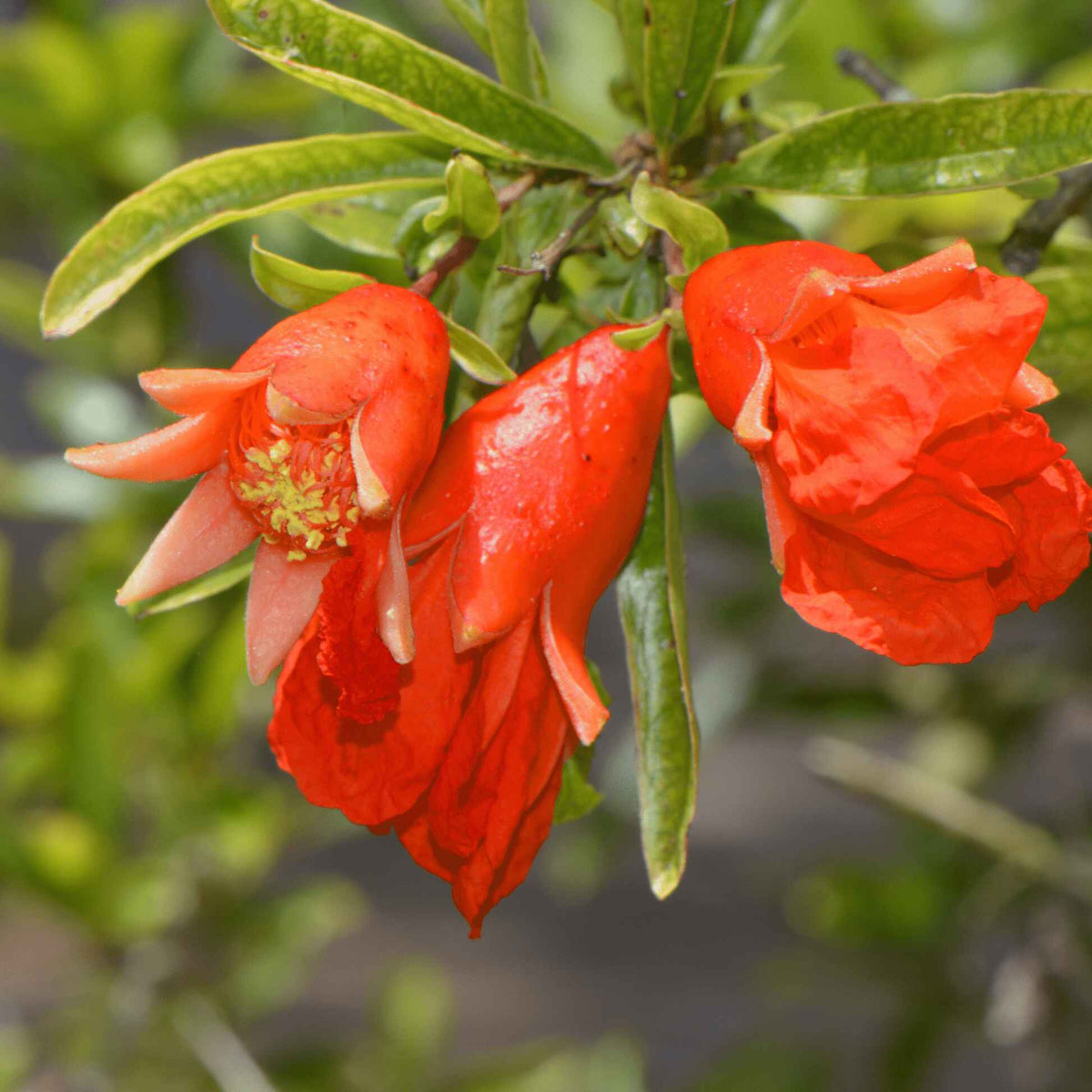 Close-up of bright orange-red blossoms with yellow centers blooming on a leafy branch of a Wonderful Pomegranate Tree against a blurred foliage background.