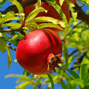 Ripe red pomegranate hanging on a leafy Wonderful Pomegranate Tree branch.