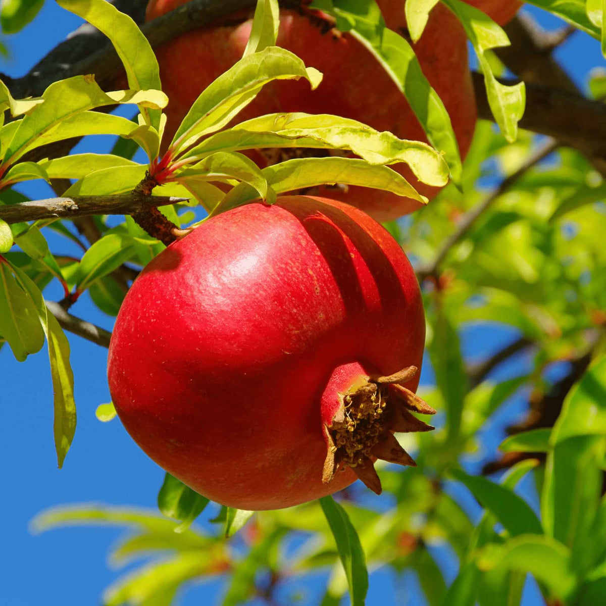 Ripe red pomegranate hanging on a leafy Wonderful Pomegranate Tree branch.