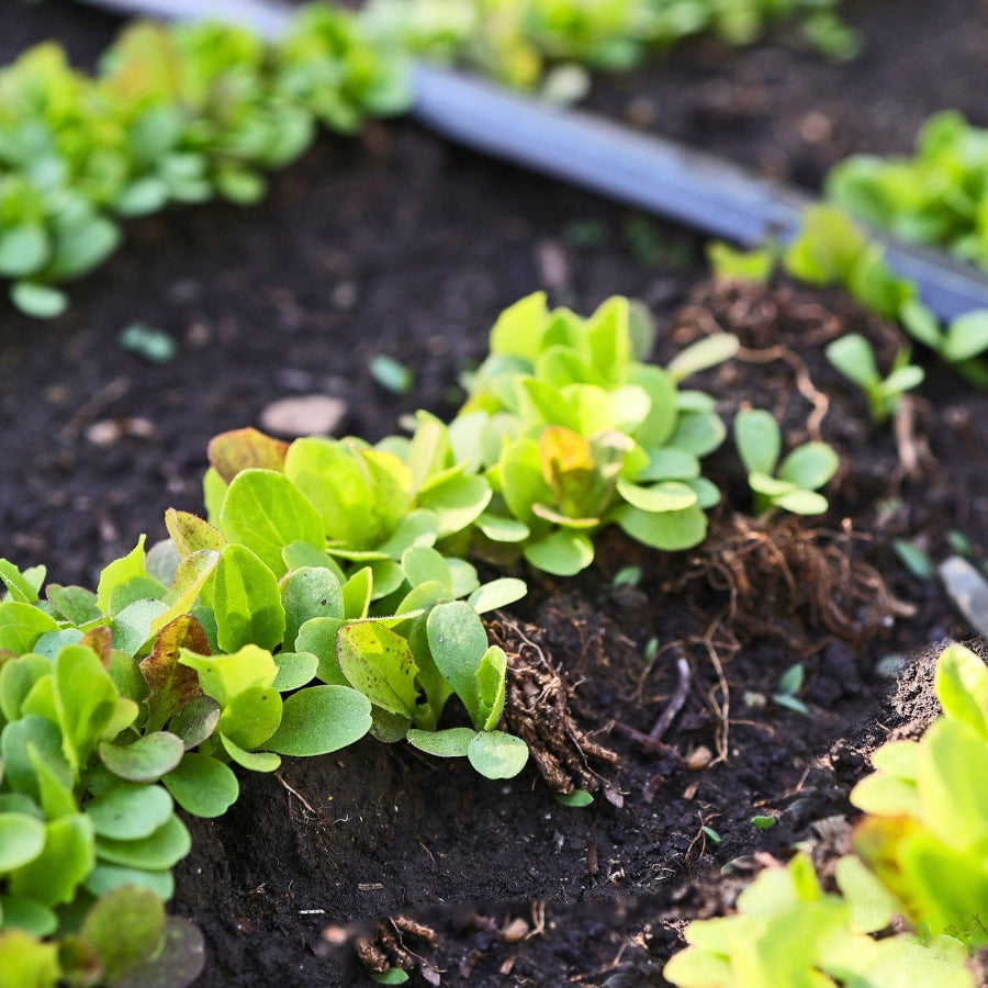 Staggered planting in an Epic raised garden bed