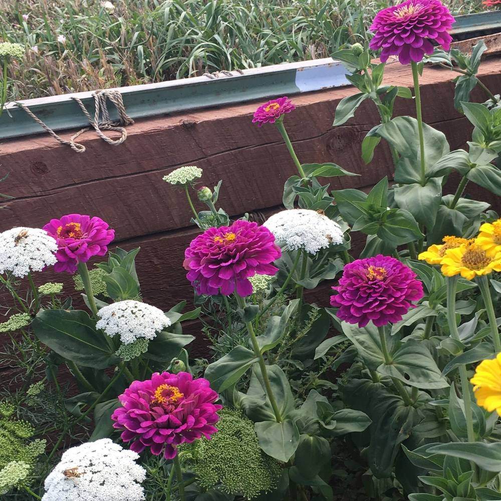 Magenta double-bloomed zinnias with golden centres grow beside white lace-flower and yellow blooms in a raised wooden garden bed, with a leafy crop visible behind.