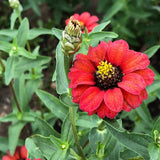 A red Peruvian Blend zinnia in full bloom with a golden-yellow and dark central disc, shown beside an unopened bud, surrounded by green foliage in the garden.