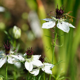White African Bride love-in-a-mist flowers with dark maroon stamens and feathery green foliage, one bloom visited by a small striped wasp, set against a soft green garden backdrop.
