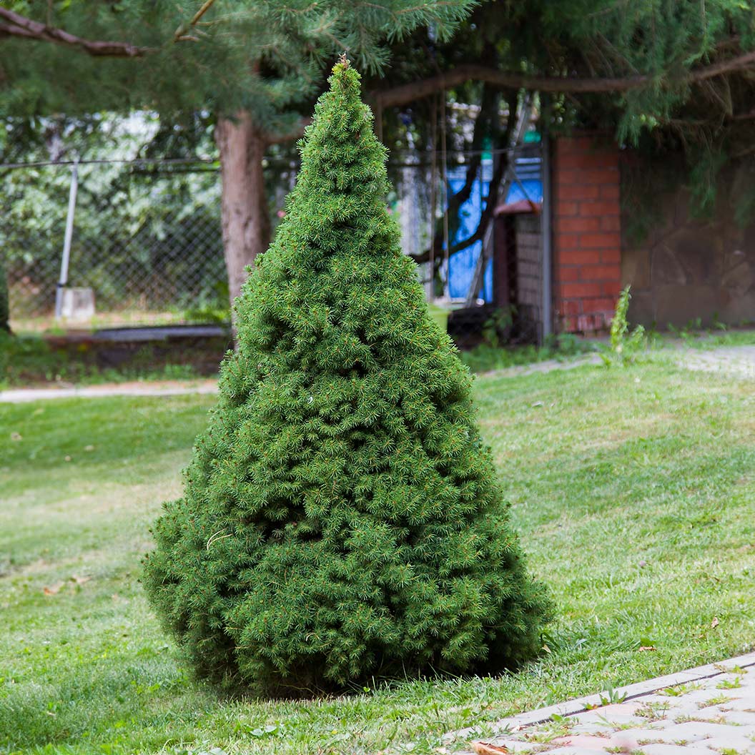 A perfectly conical Dwarf Alberta Spruce evergreen tree with dense, bright green needles growing on a grassy lawn.