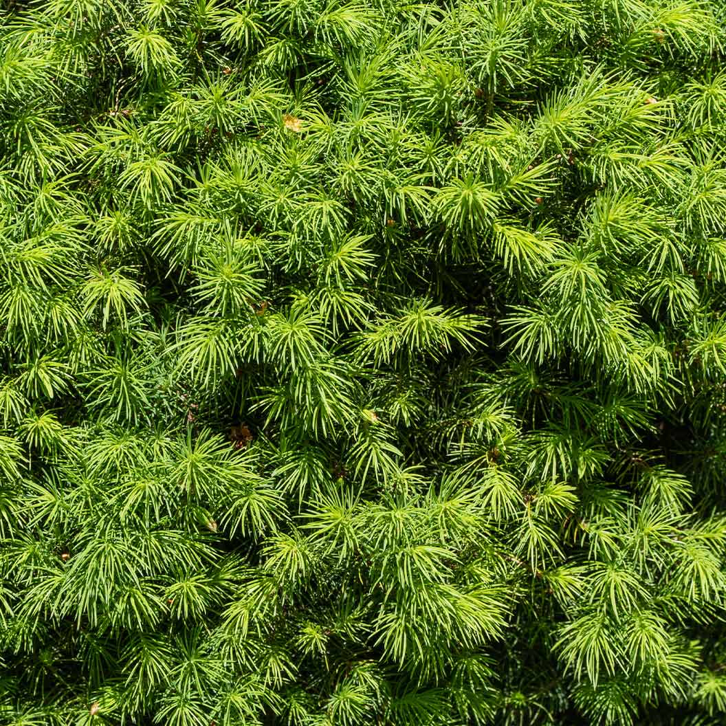 Close-up view of dense green needles on a Dwarf Alberta Spruce tree.