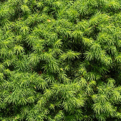 Close-up view of dense green needles on a Dwarf Alberta Spruce tree.