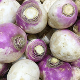 Close-up of freshly harvested purple top rutabagas piled together, each round root showing a white lower half, a purple-tinged upper skin, and a trimmed stem scar at the crown.
