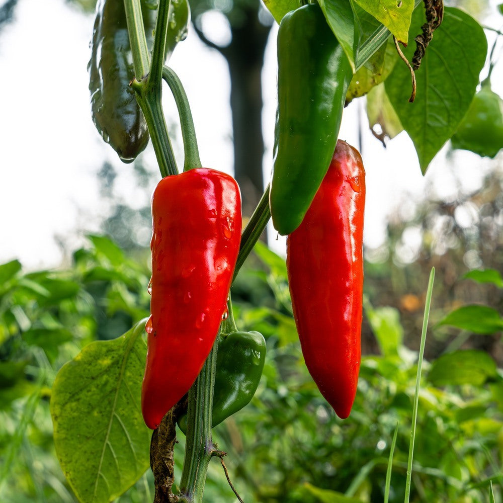 Glossy Anaheim chile peppers ripening on the plant, two turned bright red and two still green, hanging among broad leaves with dewdrops visible on the fruit skin.