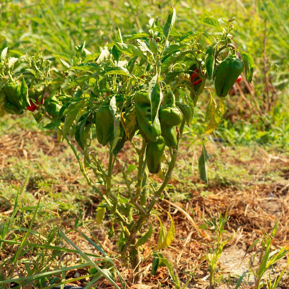 A poblano chile plant growing outdoors bears several elongated, glossy green fruit clusters among its leaves, with a few peppers beginning to ripen red, set in a mulched garden row.