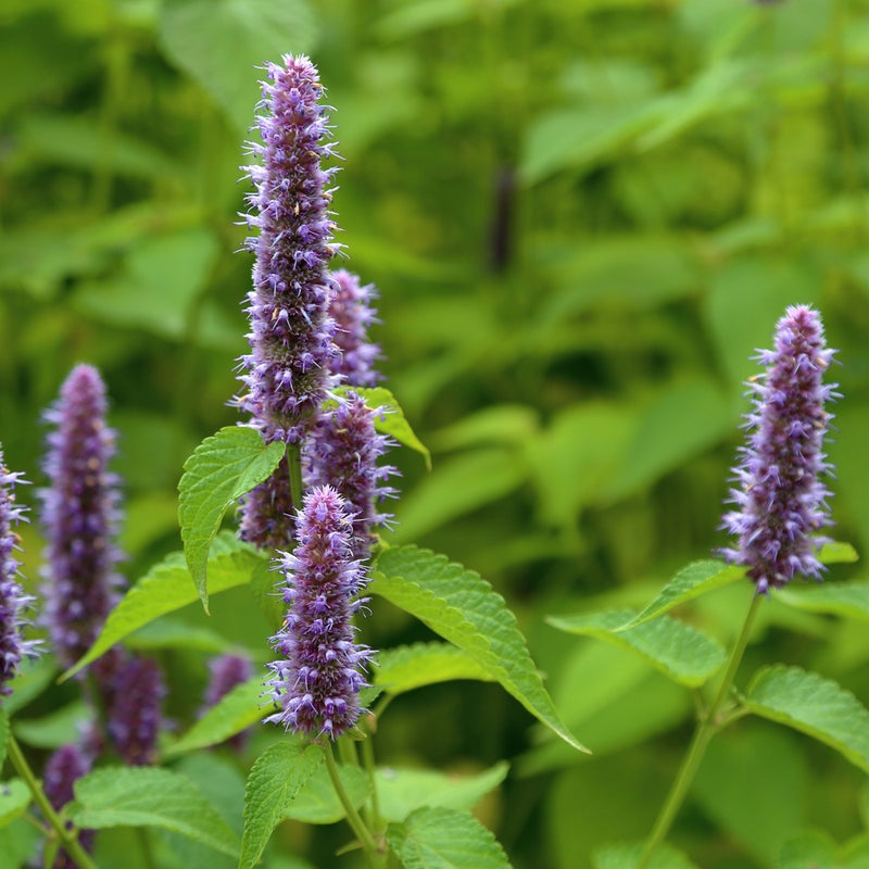 Close-up photo of purple anise hyssop flower spikes blooming with green foliage on thin stems, for Anise Hyssop Seeds.